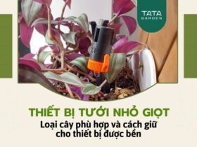 Thiết bị tưới cây nhỏ giọt phù hợp với loại cây trồng nào, nó có bền hay không