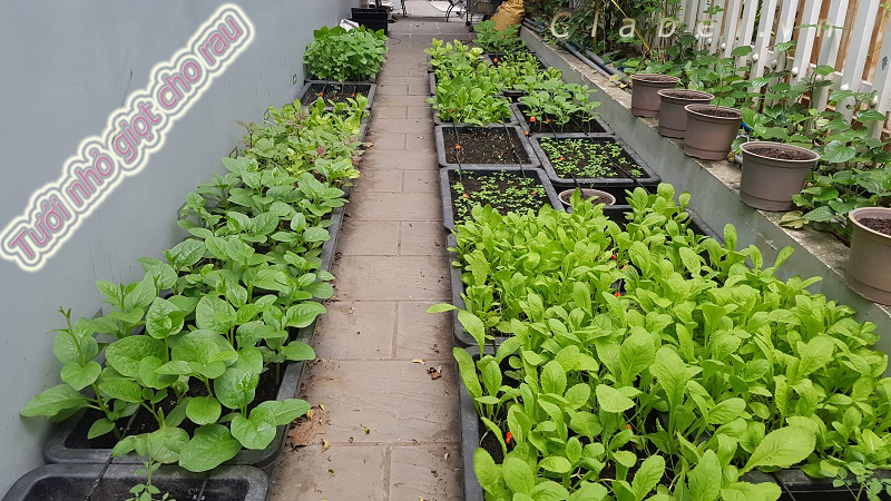 Ý nghĩa thiết thực của Hệ thống tưới nước tự động