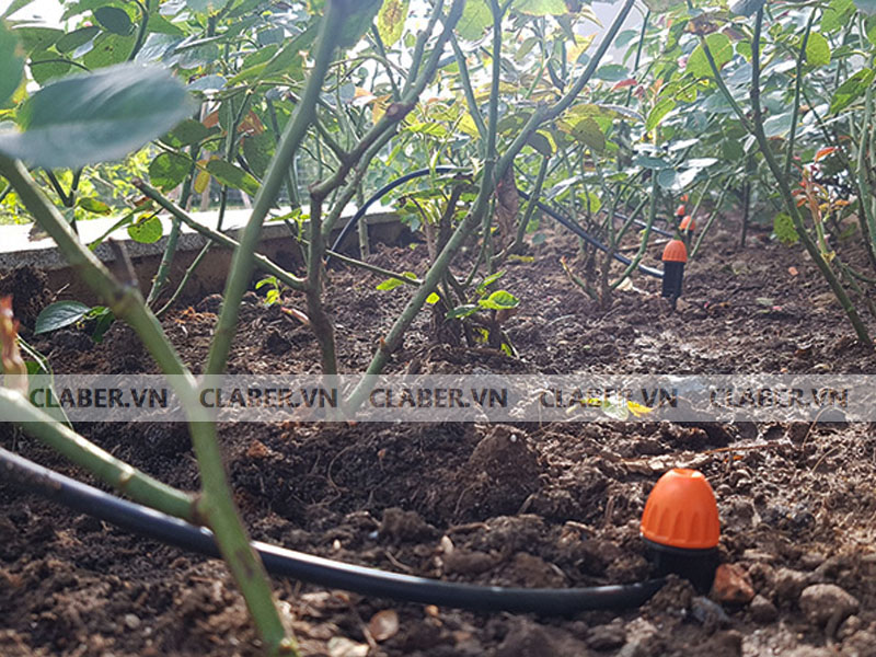 lap dau tuoi phun suong theo hang