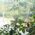 Nguyên tắc Tưới Cây An Toàn Vào Mùa Đông giá rét