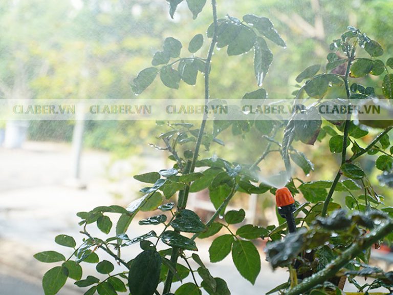 Nguyên tắc Tưới Cây An Toàn Vào Mùa Đông giá rét