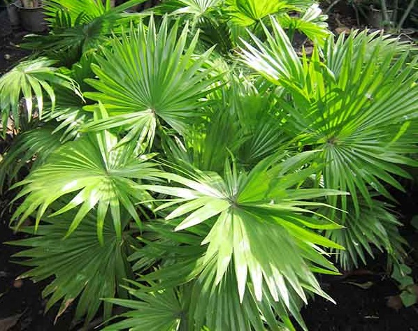 khom-cay-co-ta-600x