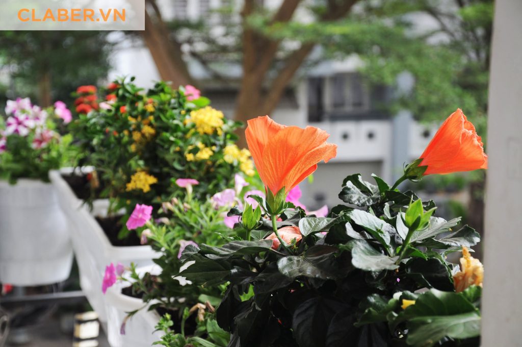 Hệ thống tưới tự động giá rẻ