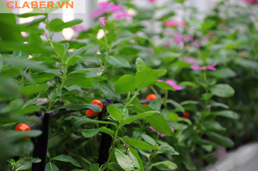 Hệ thống tưới nước tự động