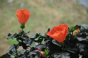 Hoa đẹp tặng ngày Phụ nữ Việt Nam 20/10