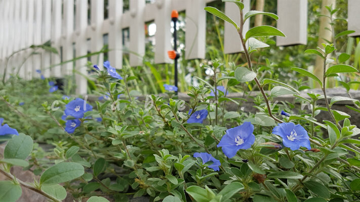 Hệ thống tưới sân vườn dưới 50m2