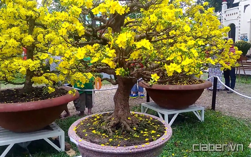 Chăm sóc cây cảnh sau Tết - cây mai
