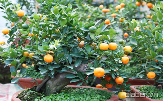 cham soc cay tac sau tet canh ty 2020