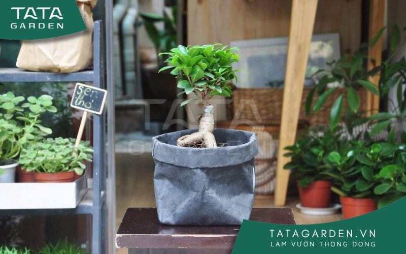 Cây si nhật hay còn gọi là cây sanh để bàn có kích cỡ vừa phải, dáng bonsai Nhật.