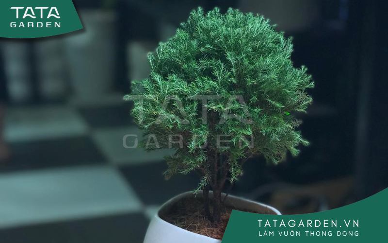 Cây tùng bồng lai có dáng tựa những cây bonsai nhưng lại thuộc dòng cây cảnh mini nhỏ rất hợp để trên bàn làm việc hoặc quà tặng.