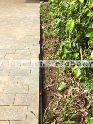 2 dau phun tuoi cay mang xanh hep