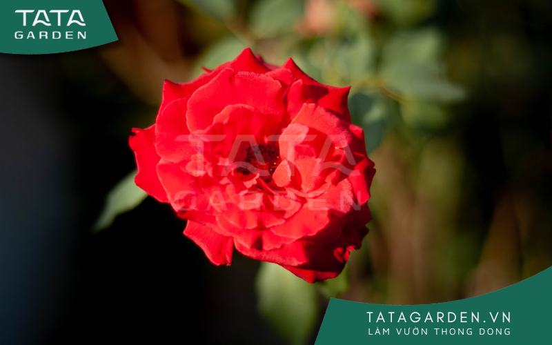 Tưới hoa hồng đúng cách giúp cây phát triển khỏe mạnh