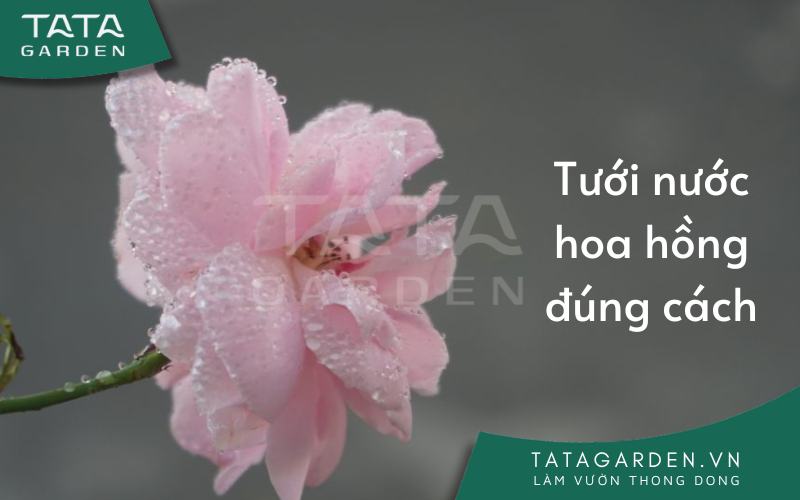 Tưới hoa hồng đúng cách