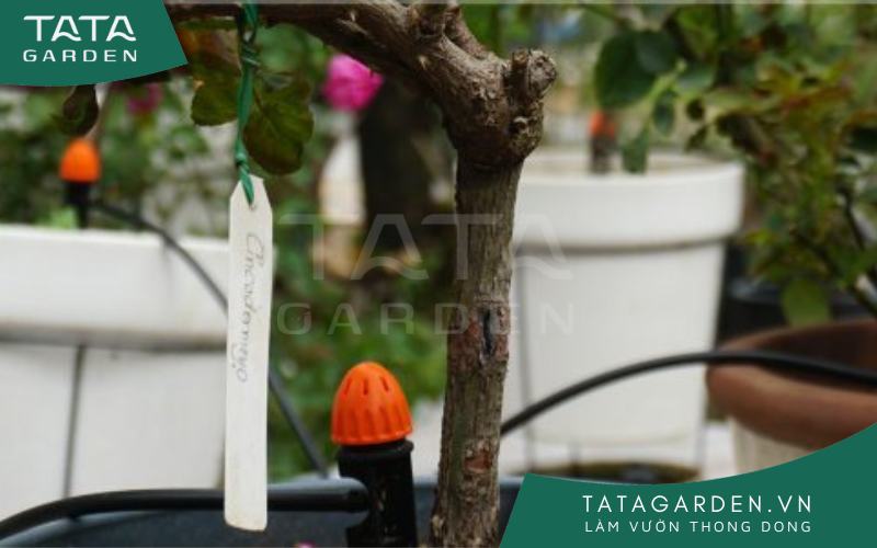 Dùng béc tưới 8 tia chân cắm để tưới hoa hồng trong chậu