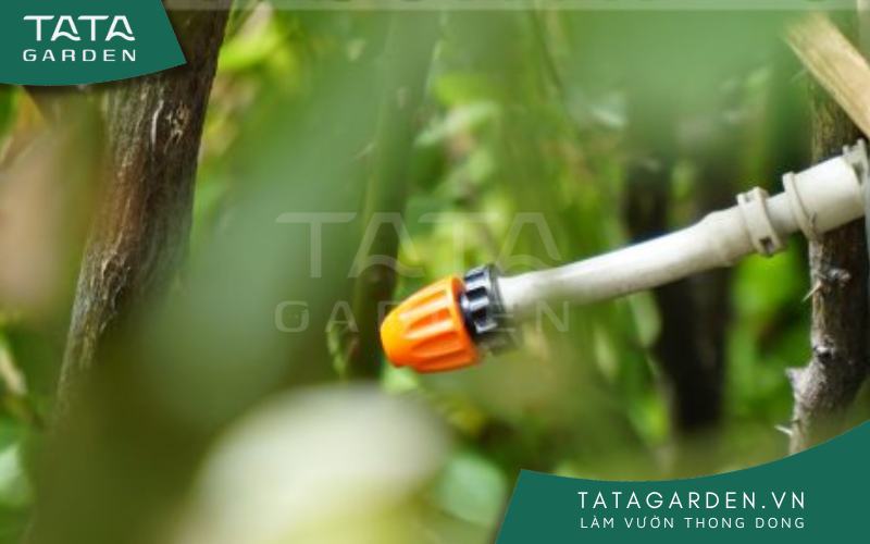 Dùng béc phun sương để tưới hoa hồng leo