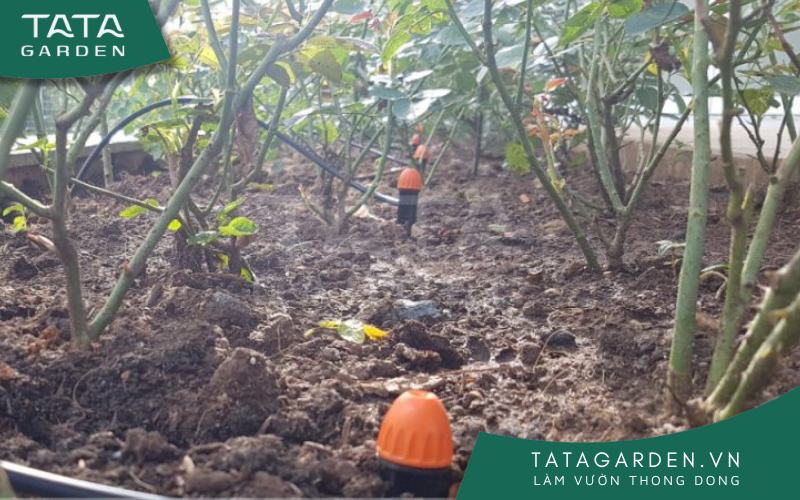 Lắp béc tưới phun sương cho hoa hồng