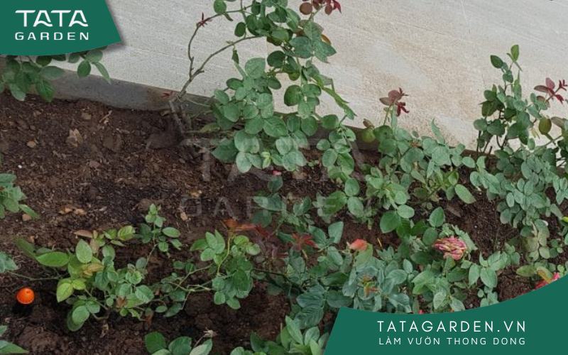 Tưới hoa hồng đúng cách giúp duy trì sự phát triển bình thường của cây