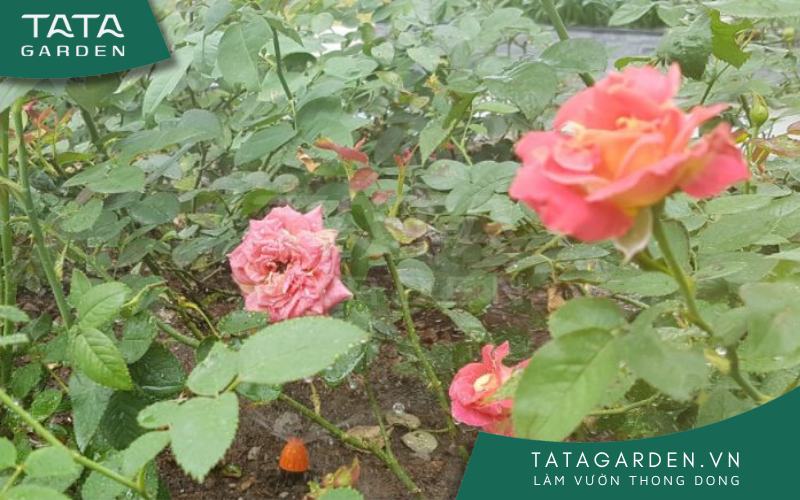 Các bụi hồng khoe sắc