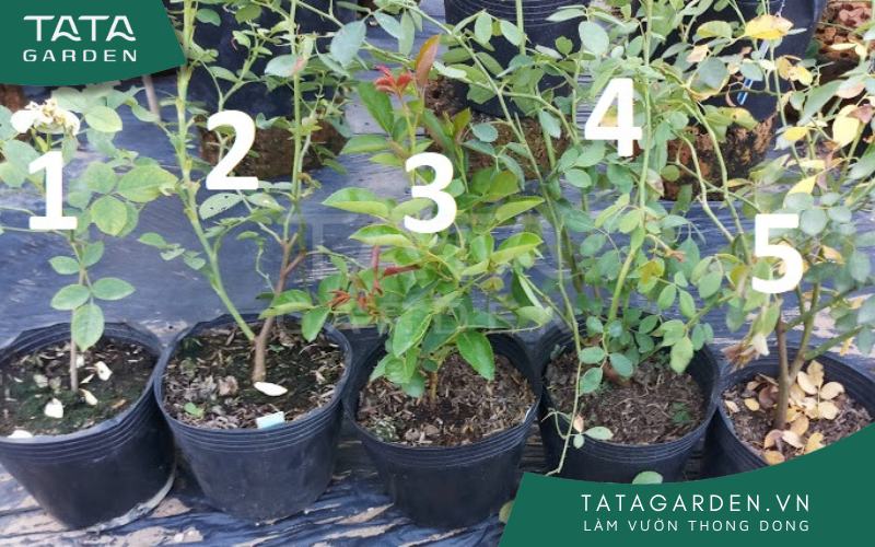 Các trạng thái của chậu hoa hồng từ dư thừa nước cho đến thiếu nước.