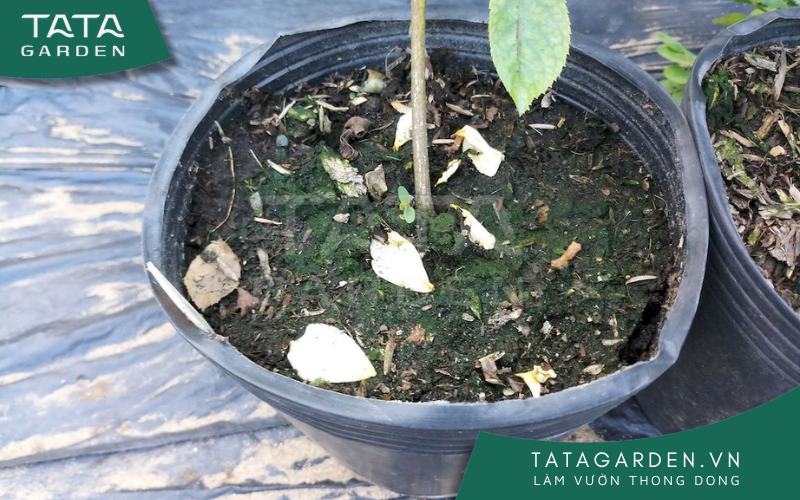 Chậu 1: Thừa nước trong thời gian dài.