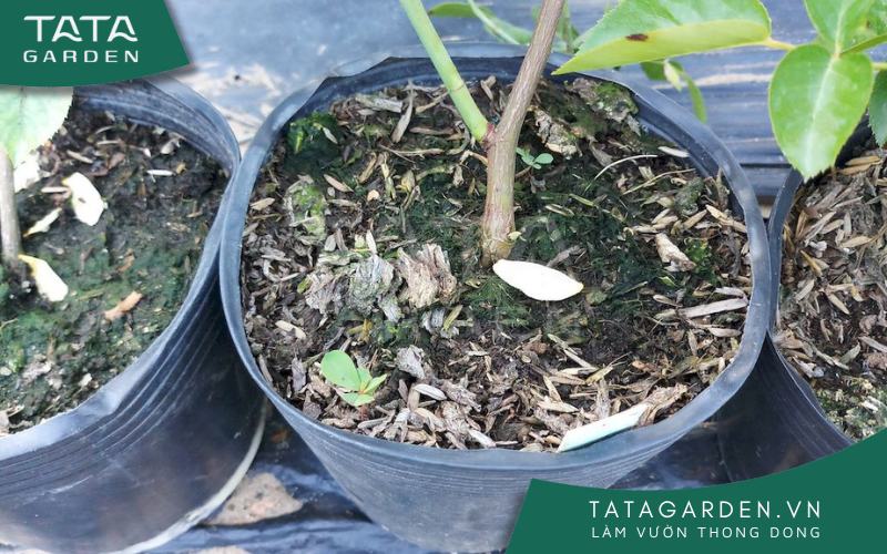 Chậu 2: Thừa nước trong thời gian ngắn.