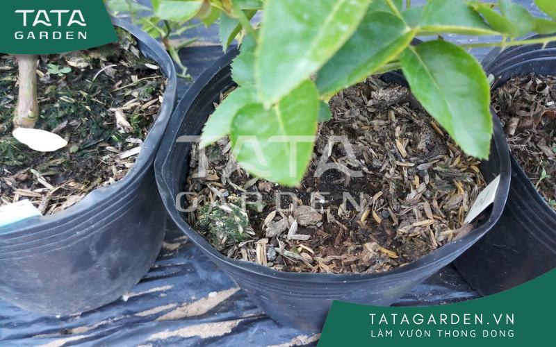 Chậu 3: Đủ nước.