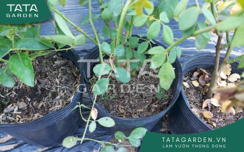 Chậu 4: Thiếu nước.