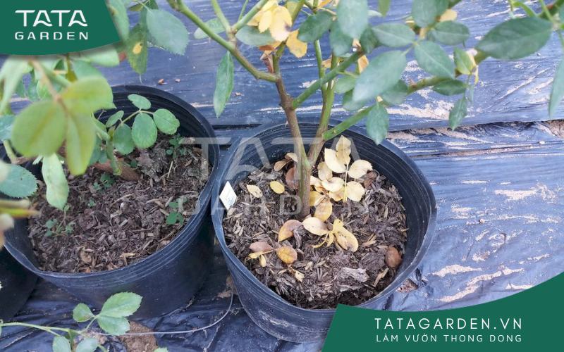 Chậu 5: Thiếu nước nghiêm trọng.