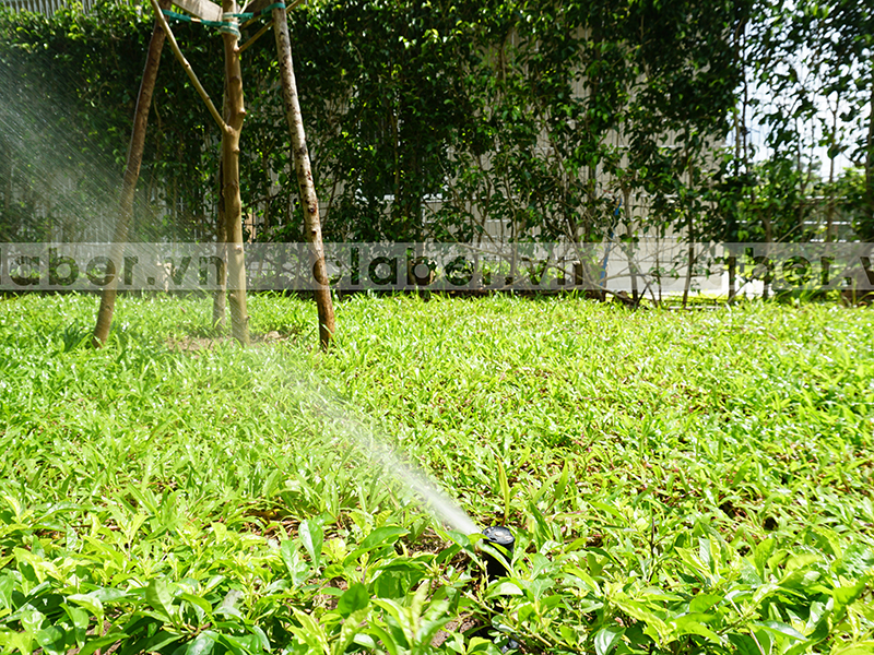 hệ thống tưới phun mưa cho cây