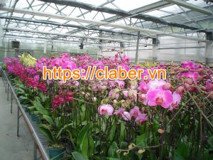 thiết bị tưới phong lan