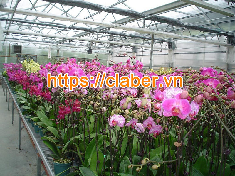 thiết bị tưới phong lan