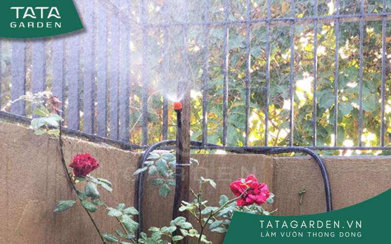 Đầu phun sương tưới Hoa Hồng.