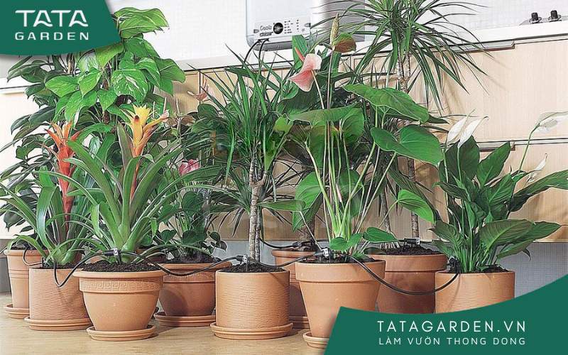 Hệ thống tưới nhỏ giọt tự cấp nước cho 20 chậu cây.