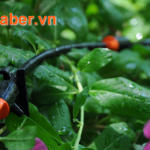 Thiết bị tưới phun sương có hiệu quả không?