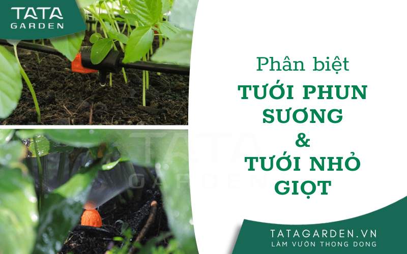 Phân biệt tưới phun sương và tưới nhỏ giọt