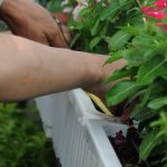 Thiết bị tưới vườn nhỏ giọt giải pháp lý tưởng cho mùa khô khắc nghiệt