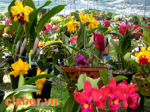 Hướng dẫn cách lắp đặt thiết bị tưới phun sương cho cây hoa lan