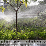 Mách bạn các loại cây cần sử dụng thiết bị tưới phun sương