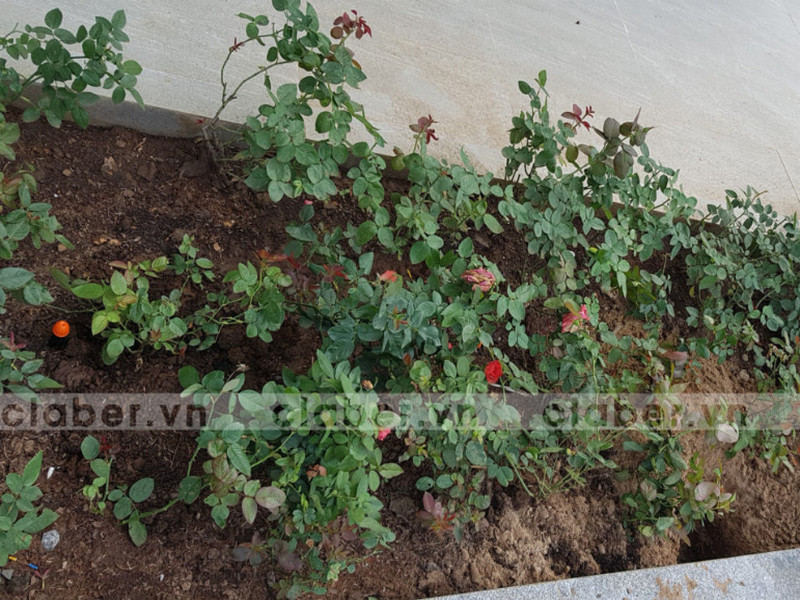 Claber - Chuyên bán thiết bị tưới cảnh quan nổi tiếng Italy