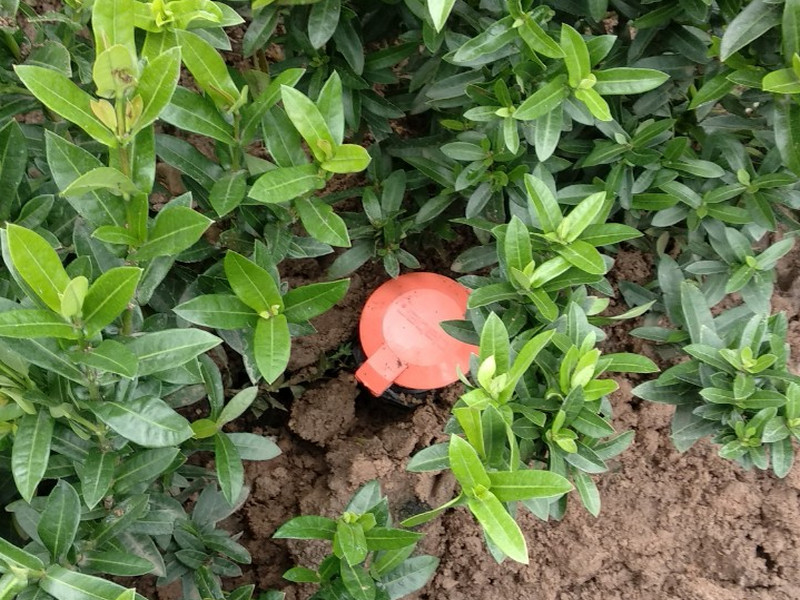 Chăm sóc cây cảnh bằng thiết bị tưới tự động