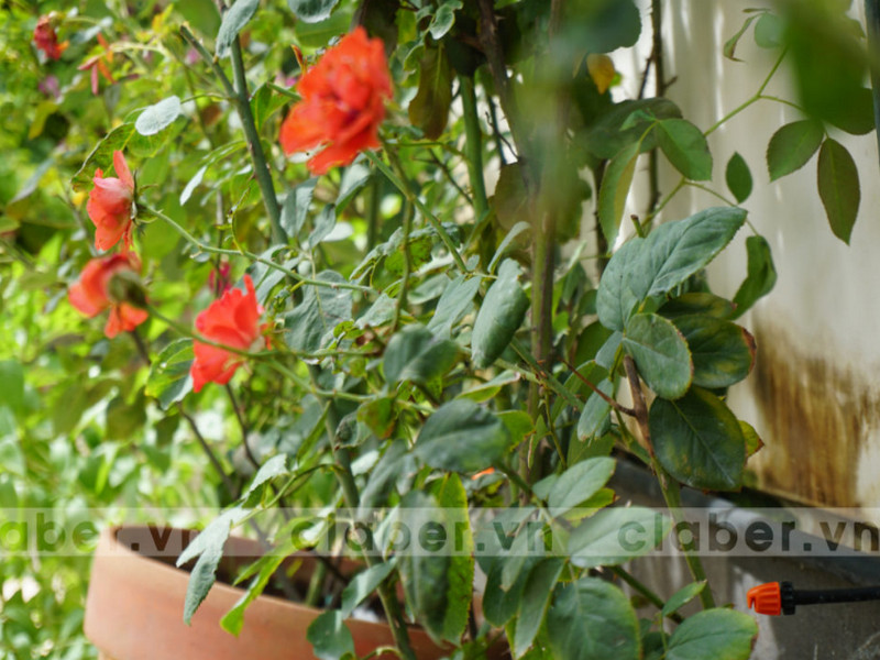 1001 mẹo hay giúp tăng tuổi thọ Thiết Bị Tưới Tp.HCM