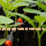 Đánh giá chi tiết Thiết Bị Tưới Mưa Tp.HCM