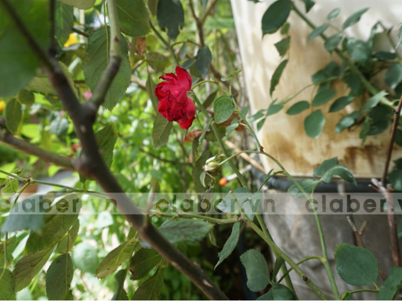 Giới thiệu thiết bị tưới hoa hồng bán chạy nhất đầu năm 2019