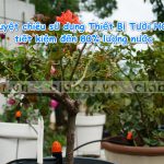 Tuyệt chiêu sử dụng Thiết Bị Tưới ở TP.HCM tiết kiệm đến 80% lượng nước