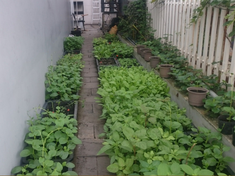 Giới thiệu thiết bị tưới rau lá mảnh hay bị dập nát tốt nhất năm 2019