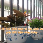 Thiết Bị Tưới Nhỏ Giọt và các cách làm hay giúp tiết kiệm năng lượng