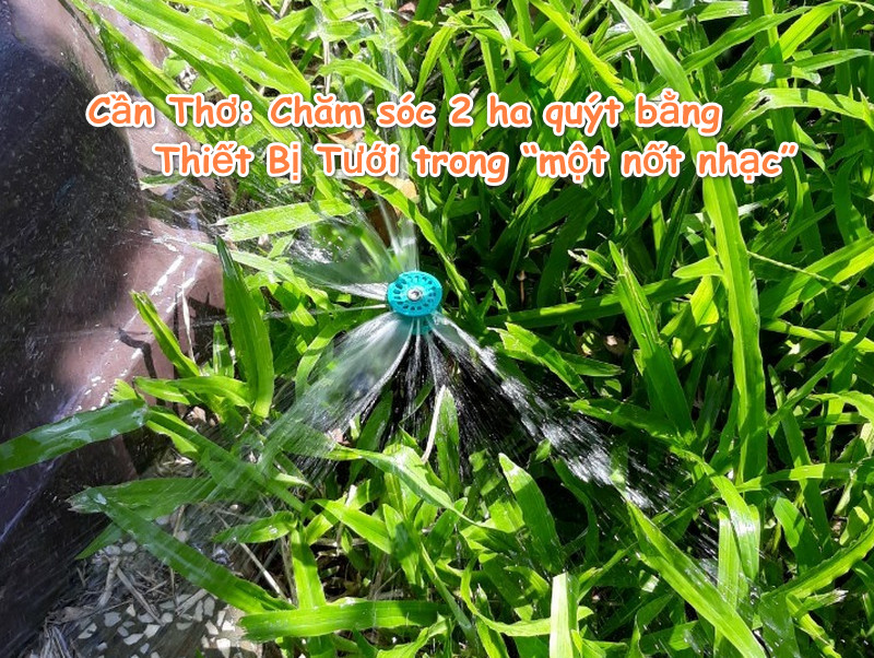 Cần Thơ: Chăm sóc 2 ha quýt bằng Thiết Bị Tưới trong “một nốt nhạc”