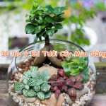 Top 10 lưu ý khi tưới cây mùa nắng bạn không nên bỏ qua