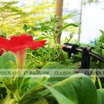 Lợi ích không ngờ khi Tưới Cây Cảnh Bằng Sữa