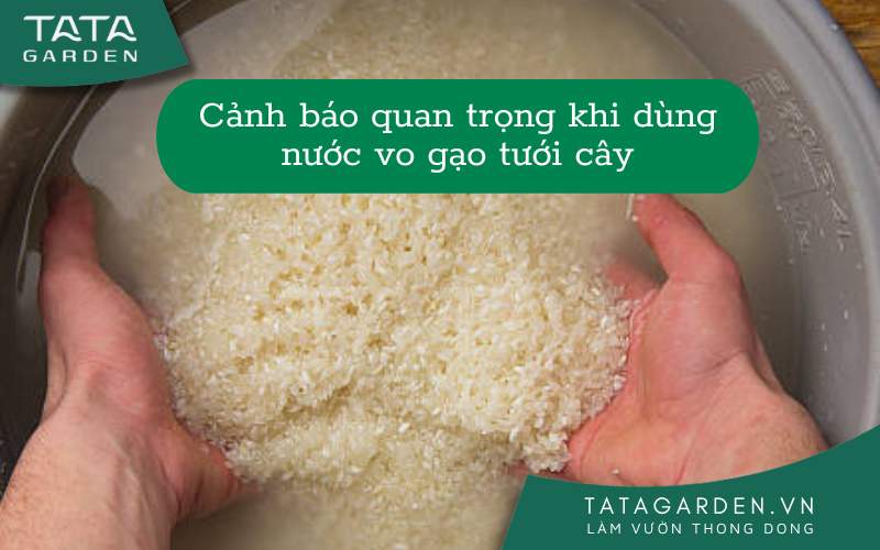 Cảnh báo quan trọng khi dùng nước vo gạo tưới cây